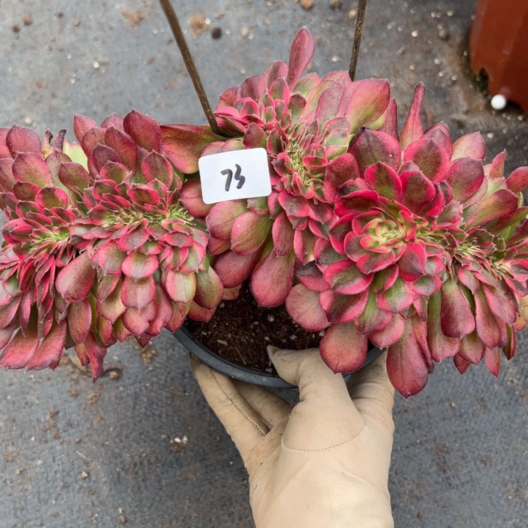 73荔枝缀多肉嘻嘻嘻