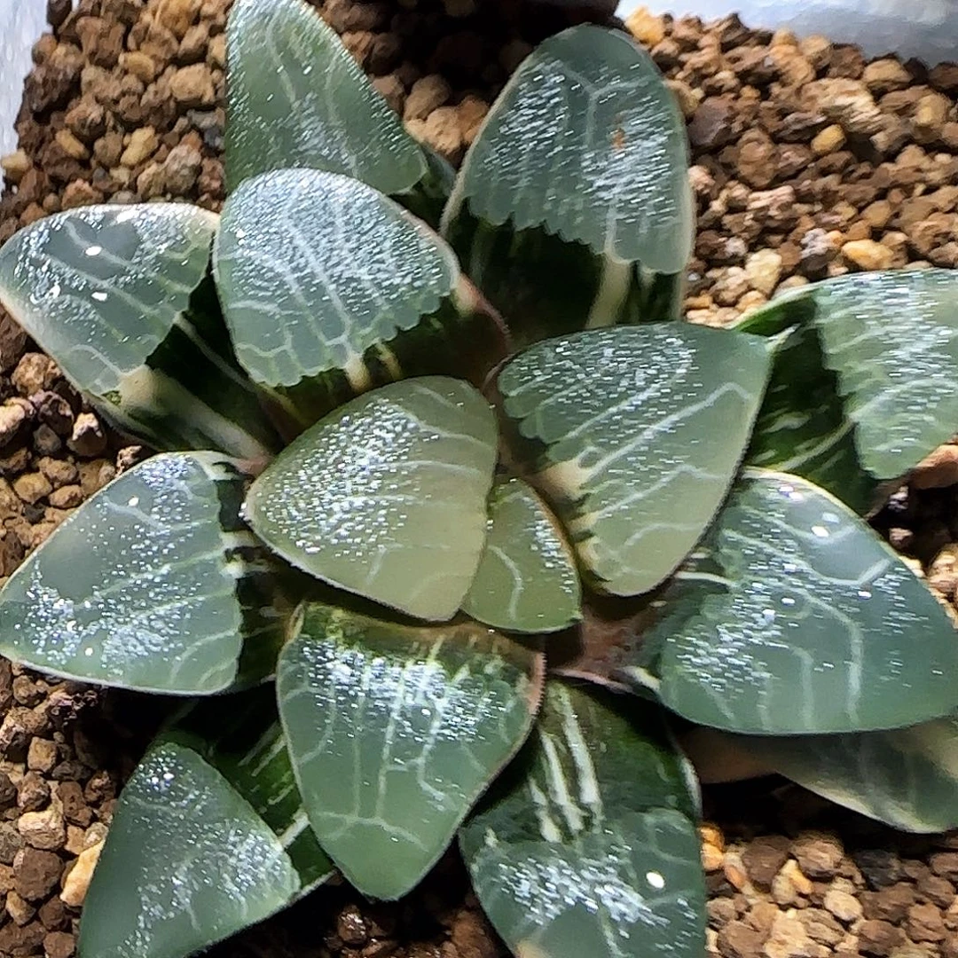 91号实生丸叶克锦 6.6 厘米左右一物一拍带盆发货