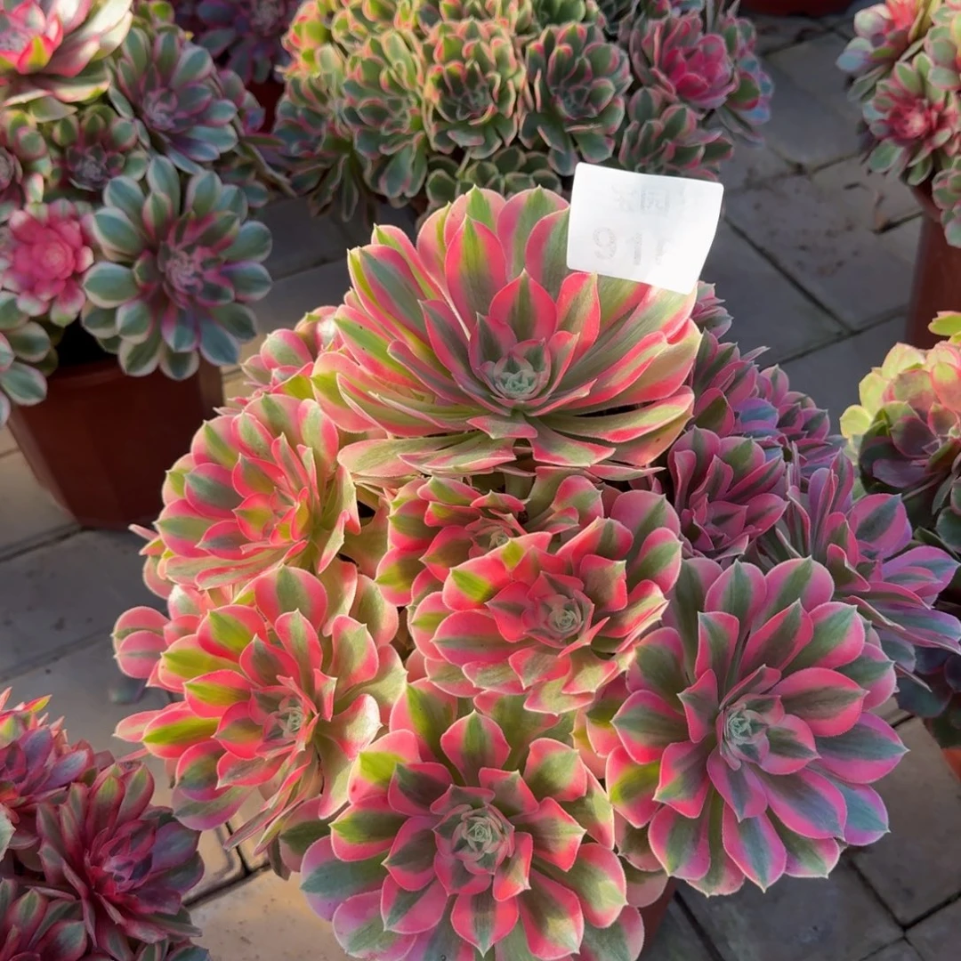 杨***电多肉植物916粉女巫