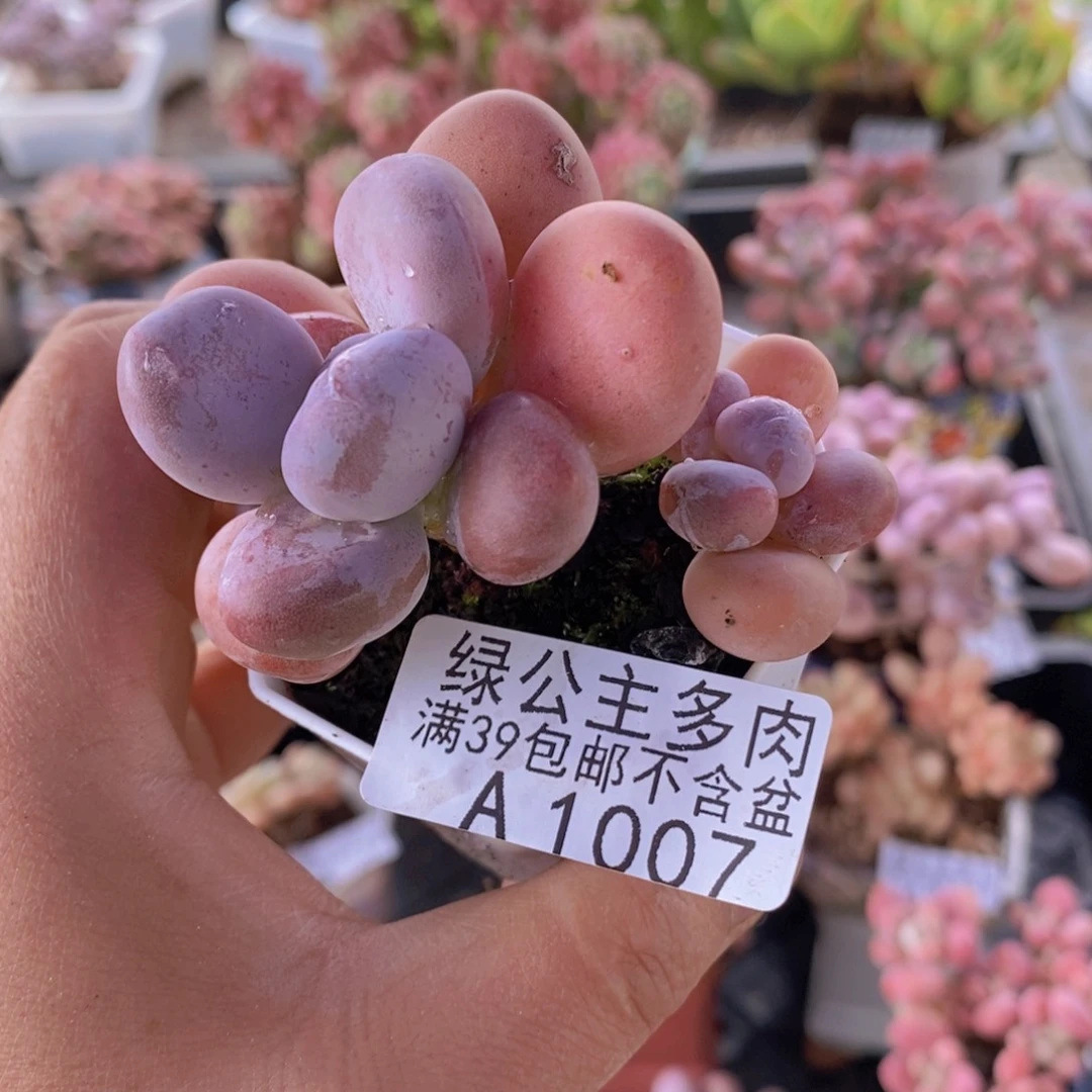 橙雪球5cm1007多肉植物