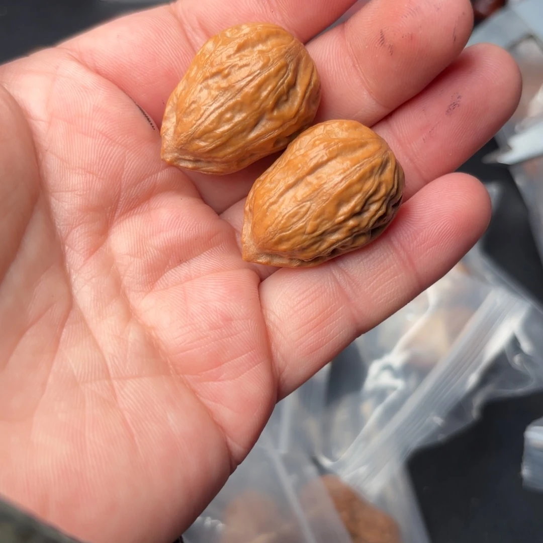 文玩核桃把件310000000