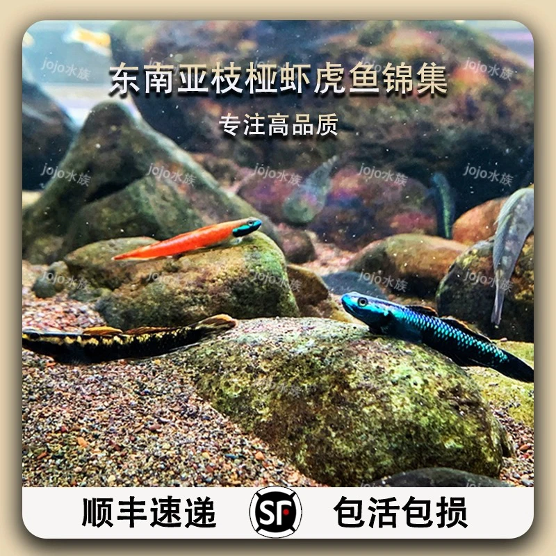 东南亚虾虎鱼枝牙枝桠紫身电光裕红浅红黑鳍枝牙虾虎