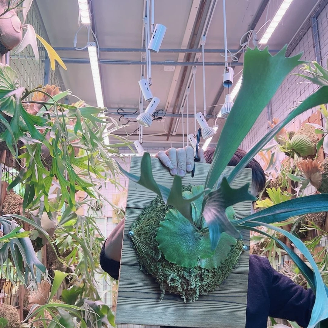 无花朵侏儒深绿a35