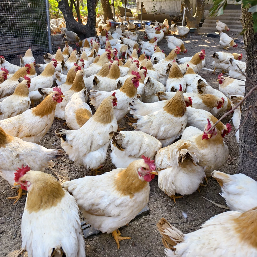 古典三黄鸡农村土鸡买一送一农家散养土鸡默认杀好广东省内可活发