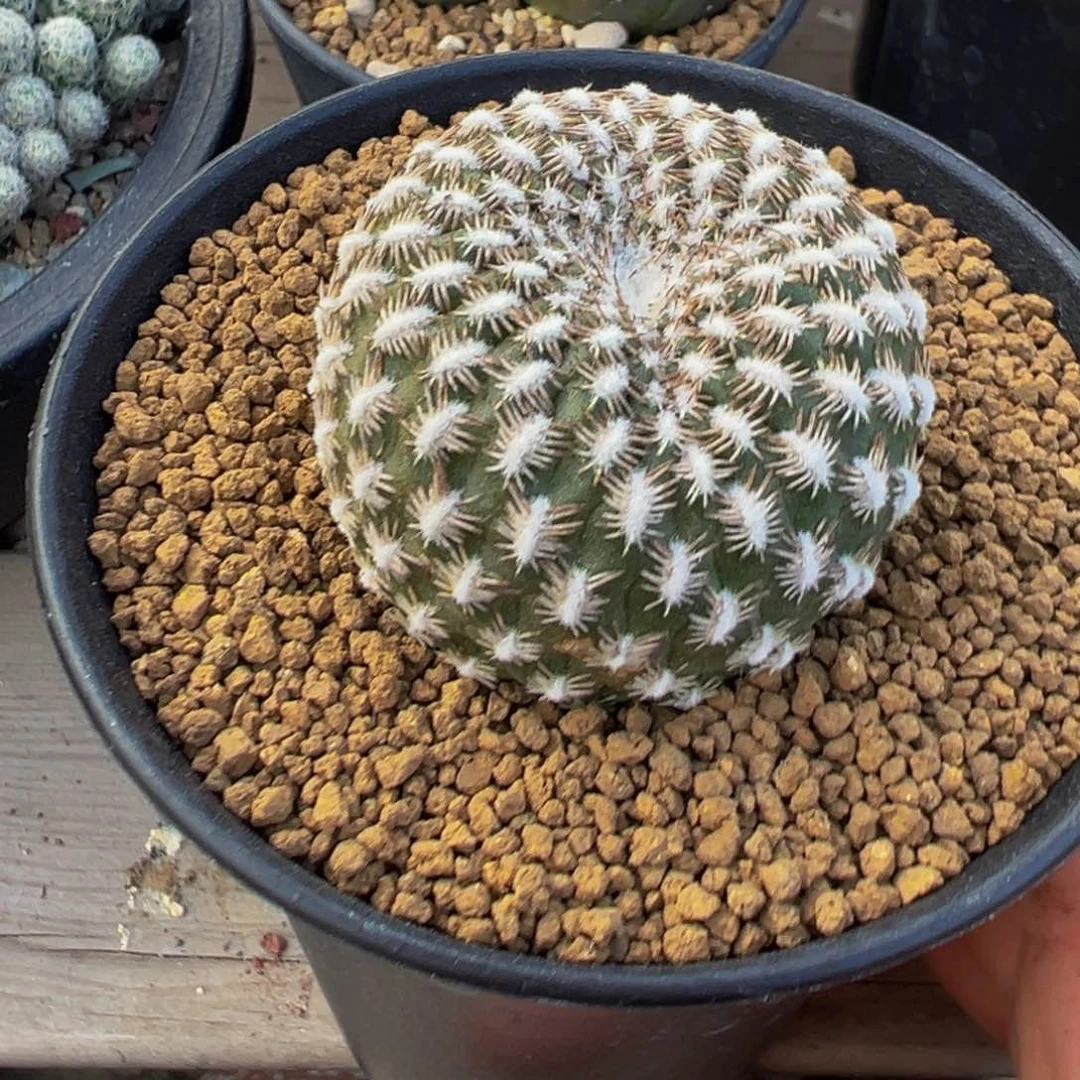 瑕疵黄环丸仙人球