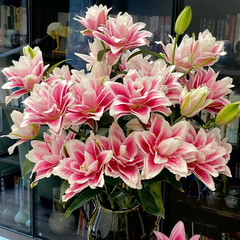 基地火星之恋多头重瓣百合鲜切花1单顺丰包邮