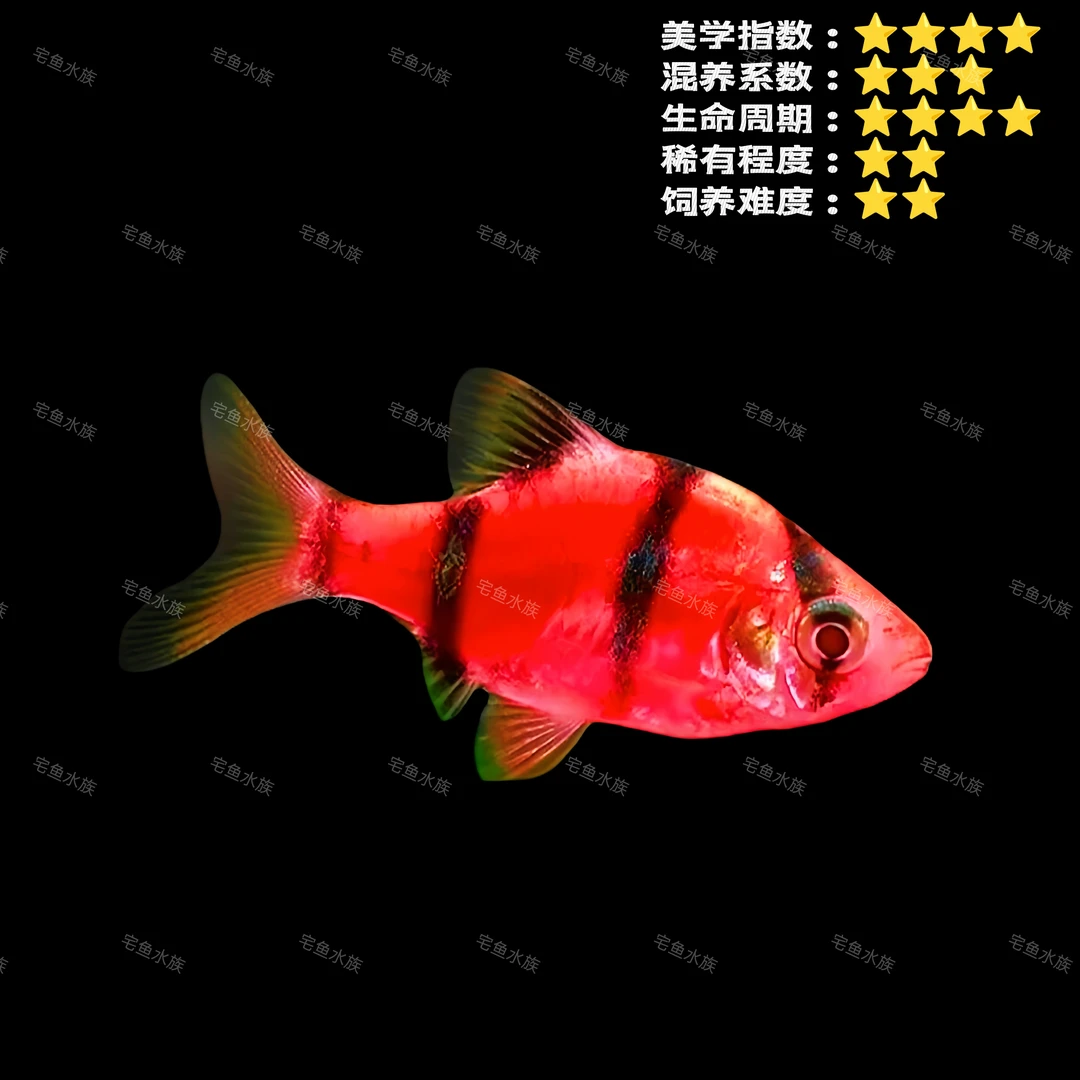 宅鱼大火焰红虎皮鱼 红纹虎皮鱼活体混养新手好养淡水热带观赏鱼