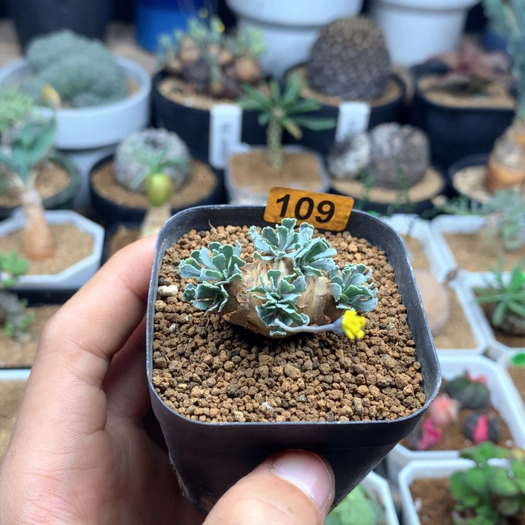 官***植格加厚敦菊母本多肉带盆109