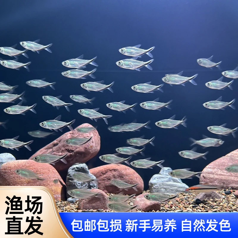 鱼观赏鱼黑尾大勾群游小型活体淡水鱼草缸混养耐观赏鱼好养耐活