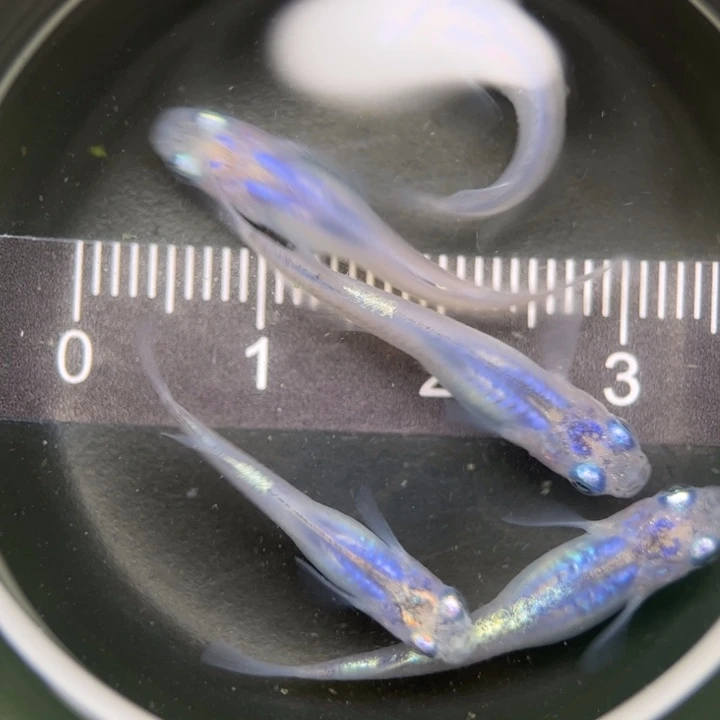 海水鱼水滴13号青鳉