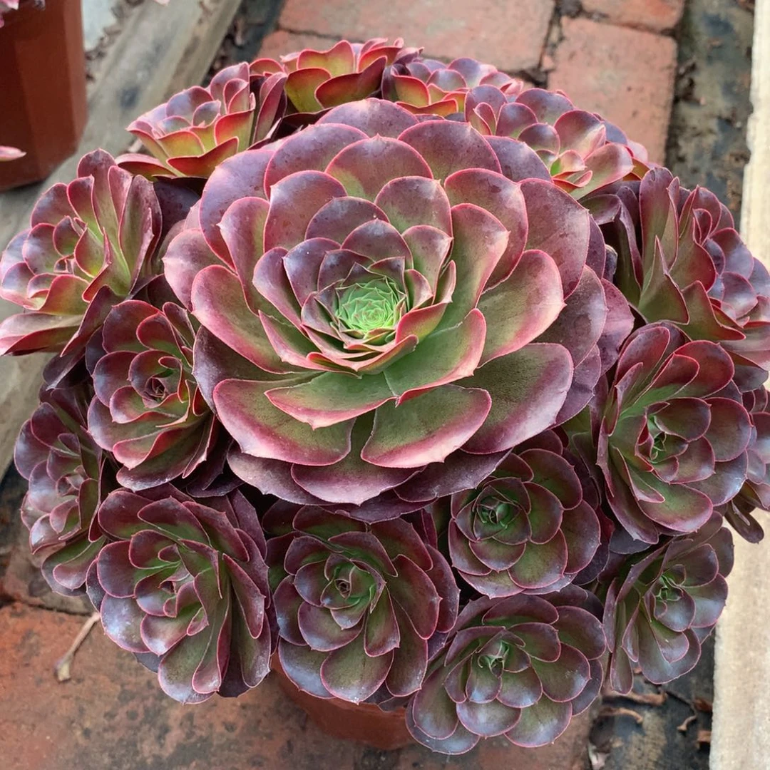 魅金玫瑰，多肉植物