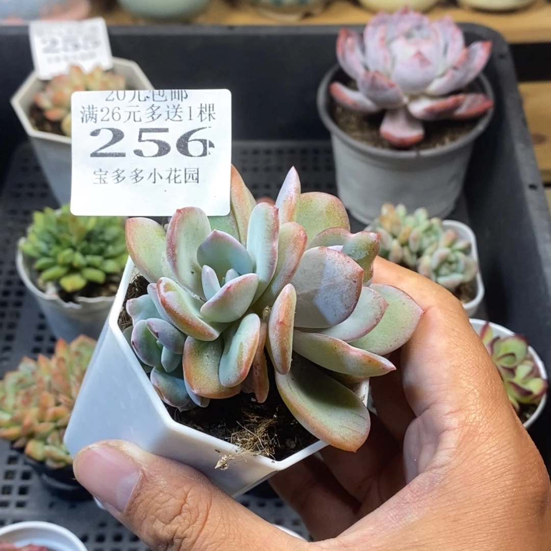 韩版奶茶三头叶片有瑕疵一物一拍满20元包邮满26送一颗
