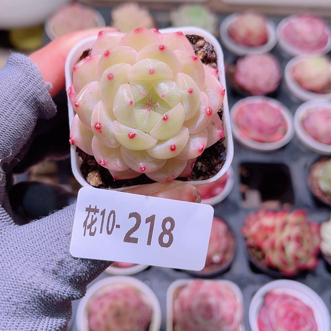 花10-218新品珍妮
