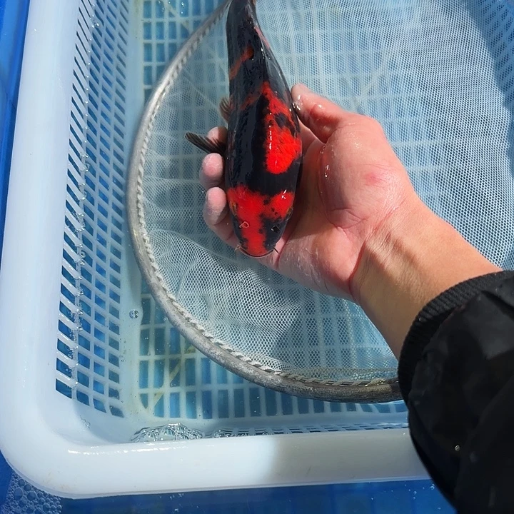 海水鱼锦鲤锦鲤讲了