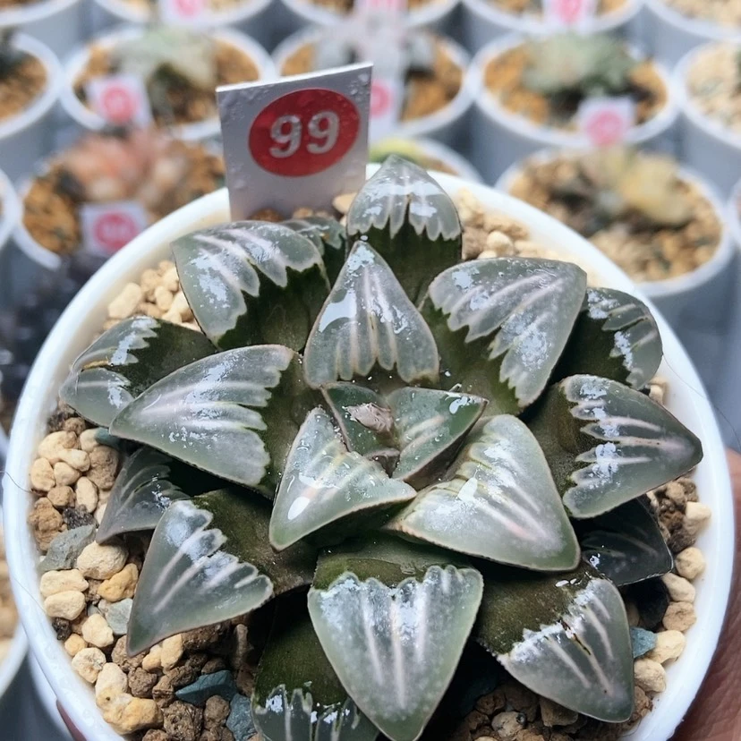 【闪购商品】99雾之喷泉