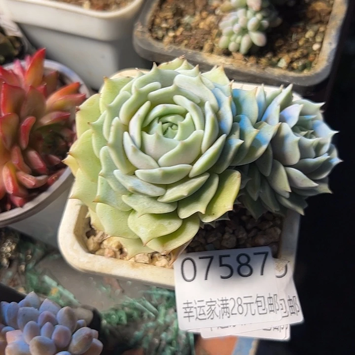 幸运的是你还没遇到