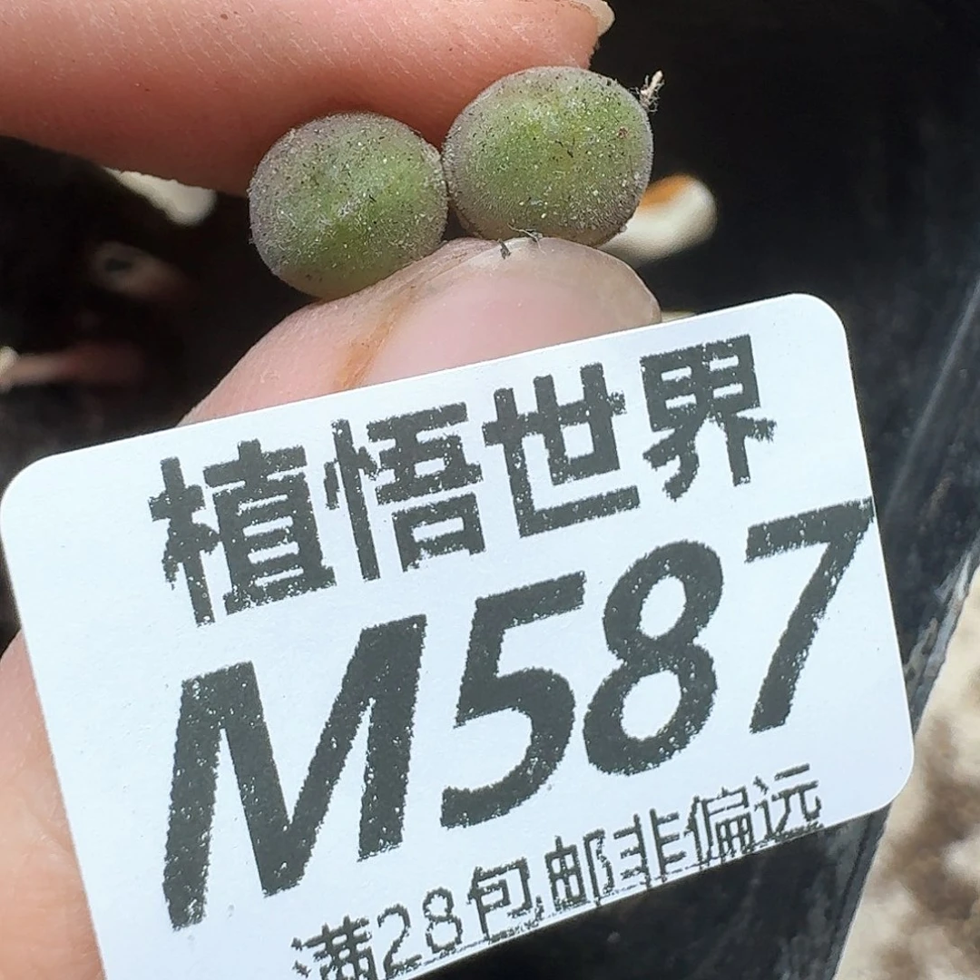 多肉植物的润泽地fg