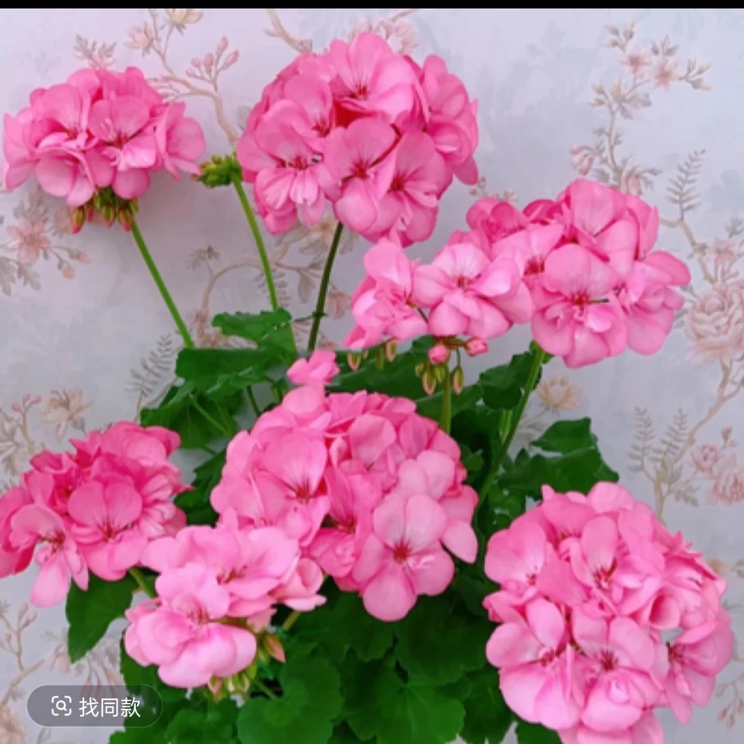 【艾米莉亚】单瓣直立大花球勤花天竺葵