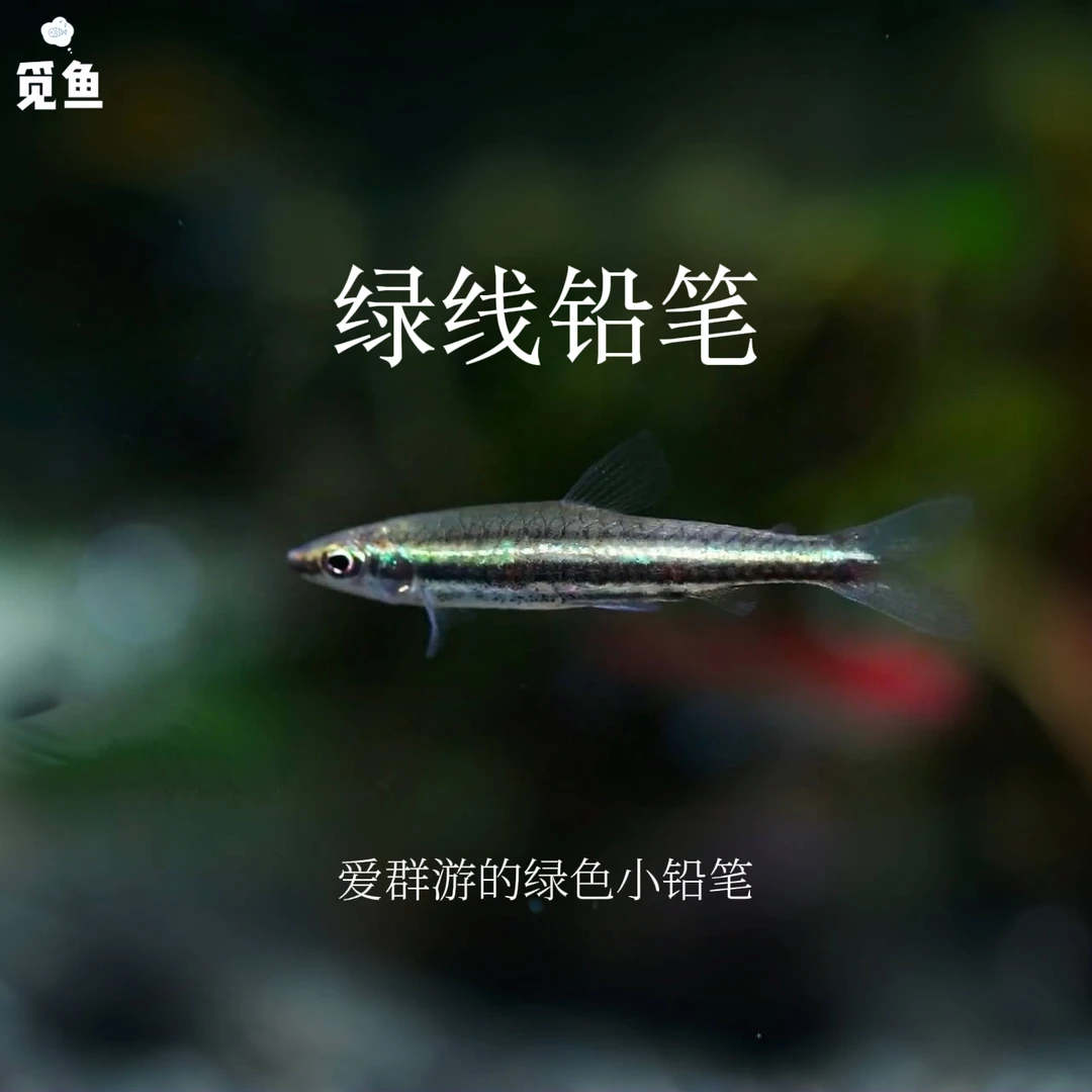 【觅鱼】绿线铅笔灯 群游小铅笔南美灯科鱼