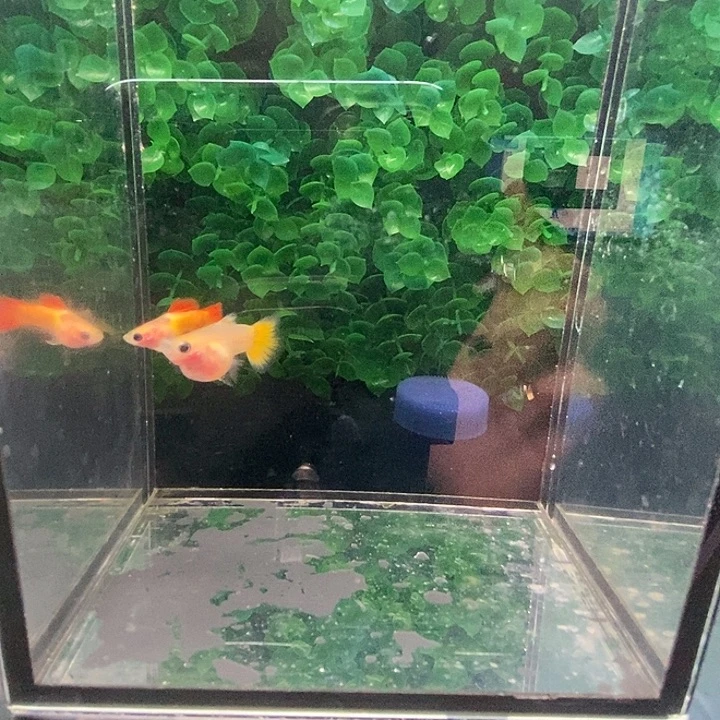 孔雀鱼皇家落日球一对
