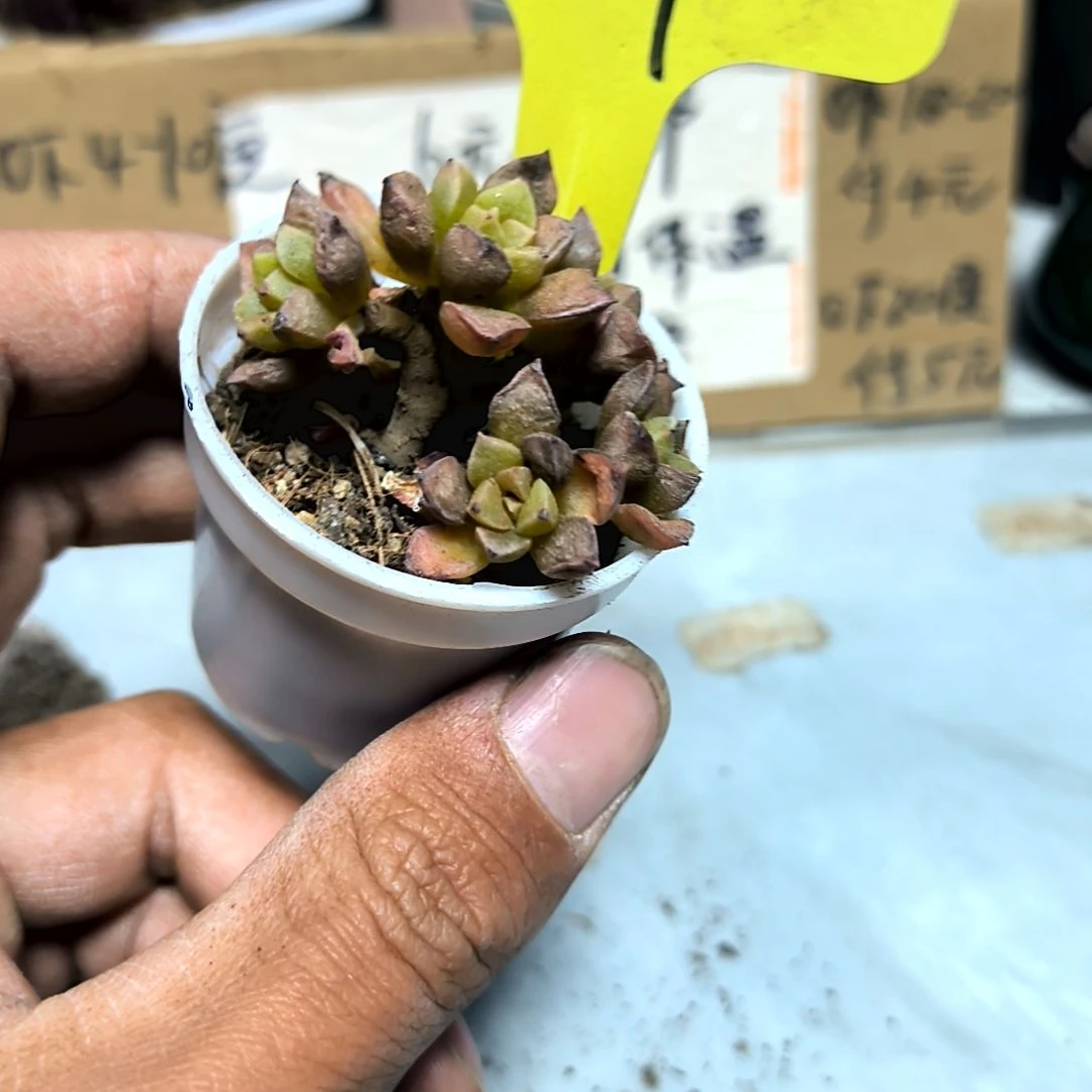 满6元包邮，酥皮鸭多头多肉