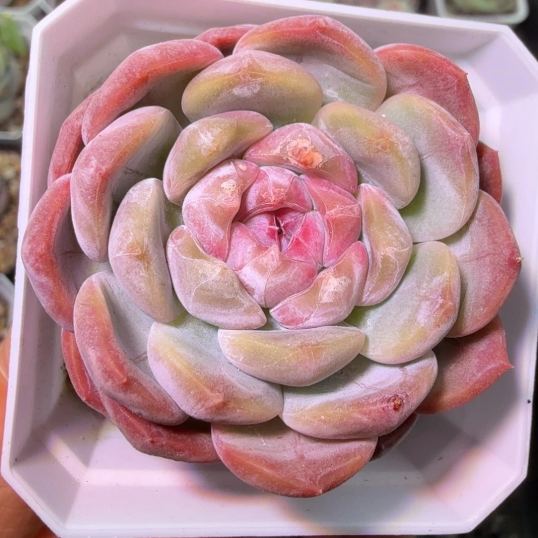 糯米糍冰魄单头特价