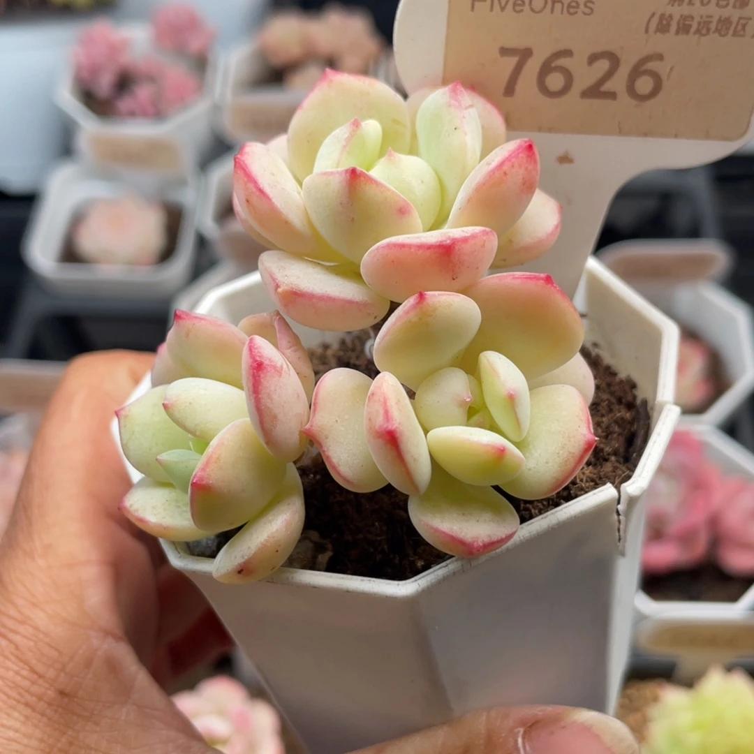 香草7626-5.5厘米