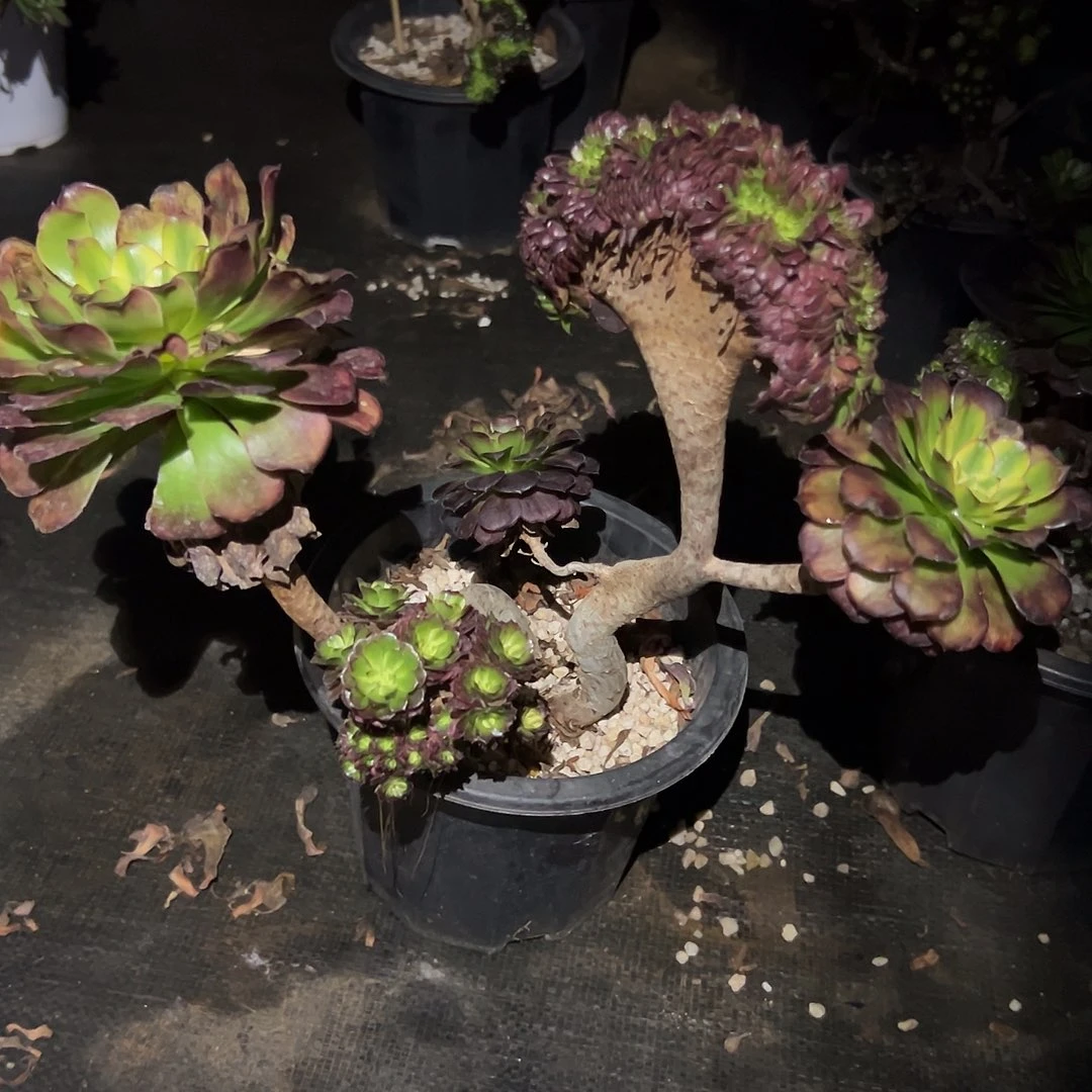 舞天姬缀化老桩瑕疵