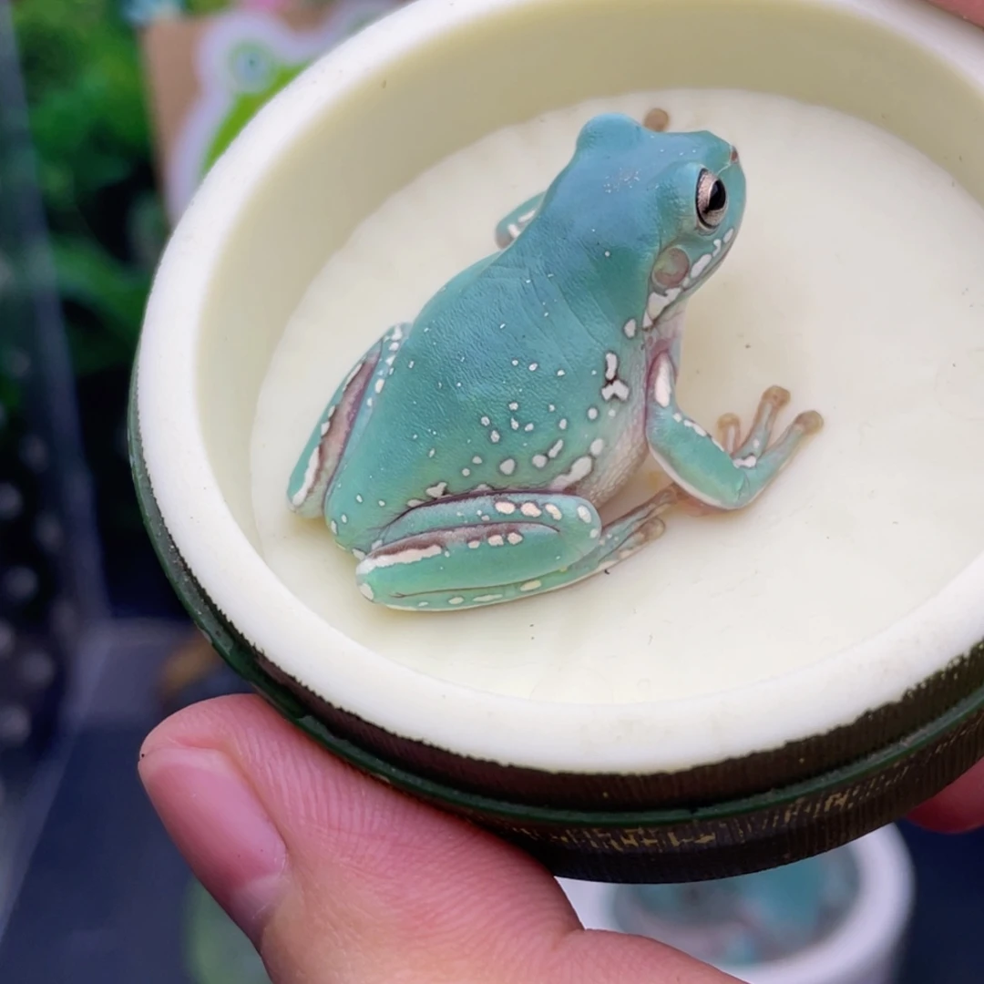 老爷树蛙16号马卡龙