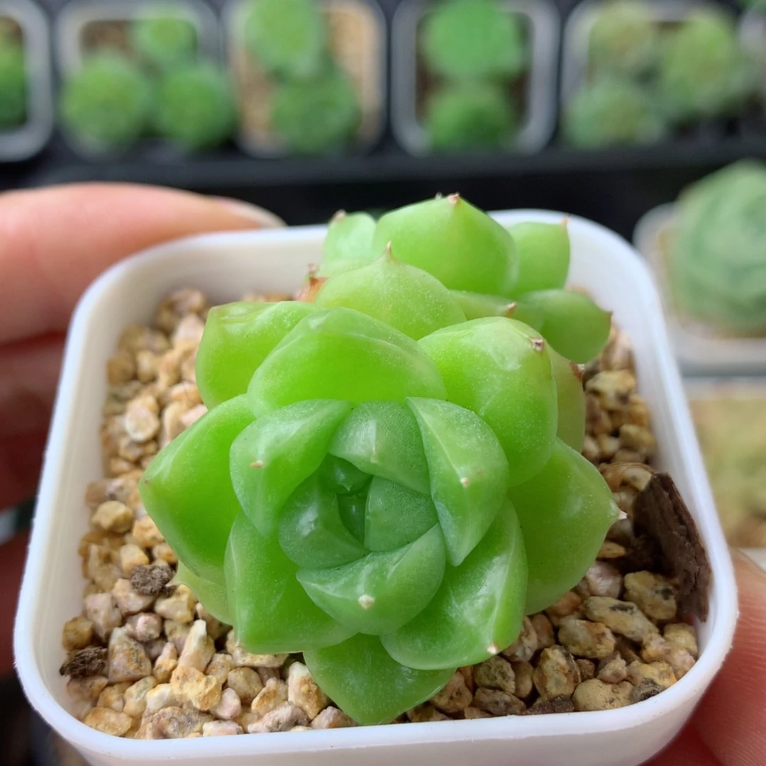 58包邮  群生不包整 96