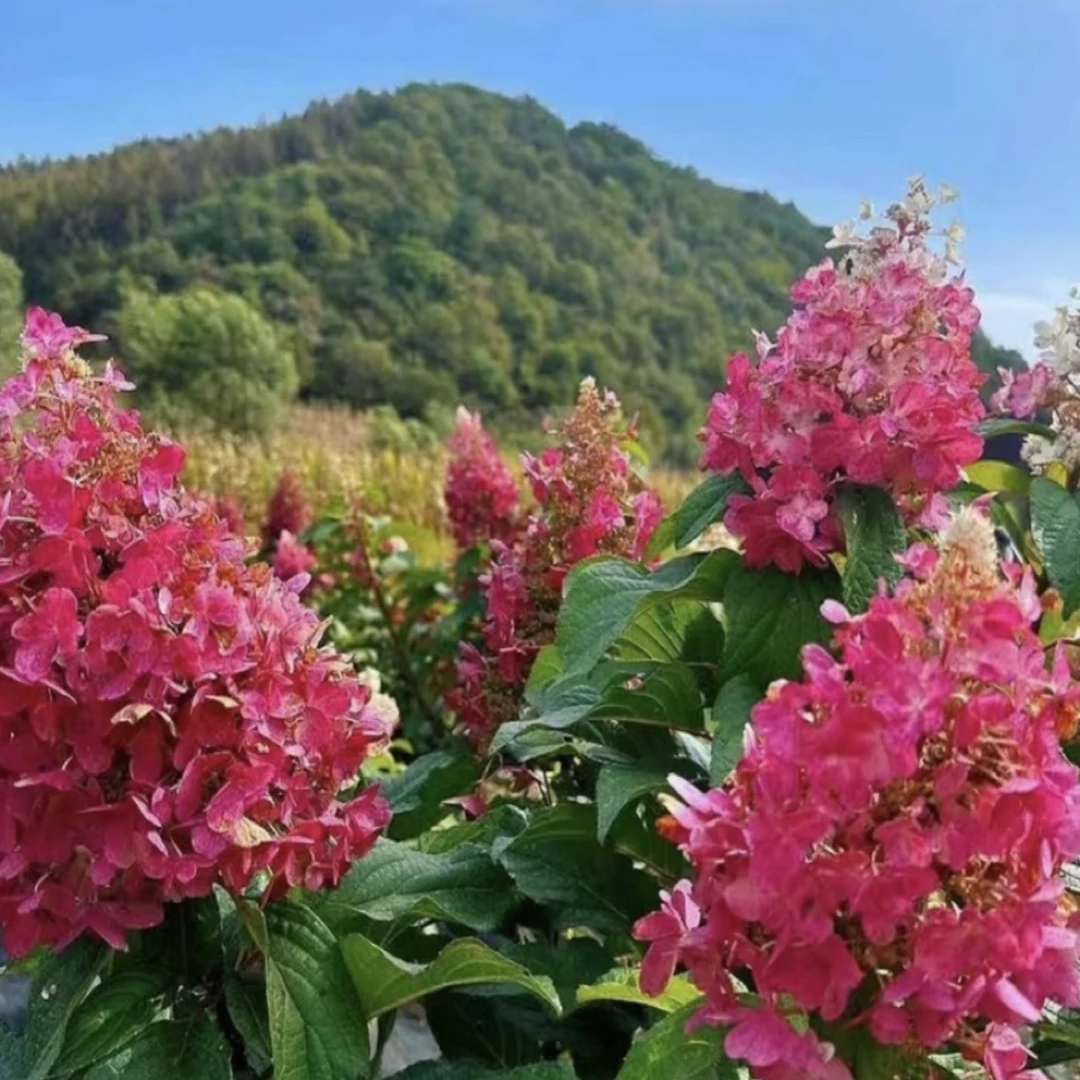 耐寒直立圆锥绣球花冠烛光二年苗，花期长颜色多变，拍一发二