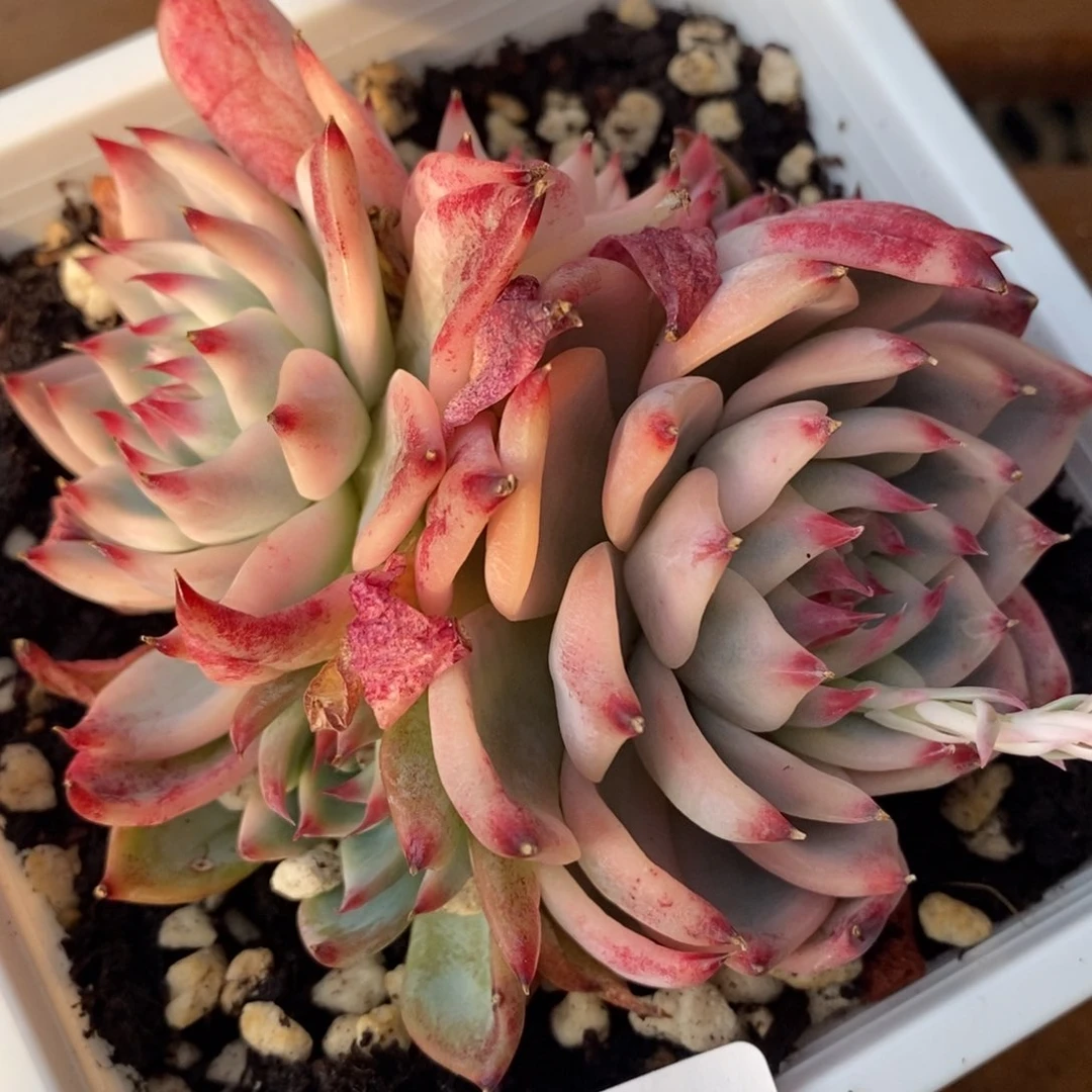 559吉娃锦底座五头