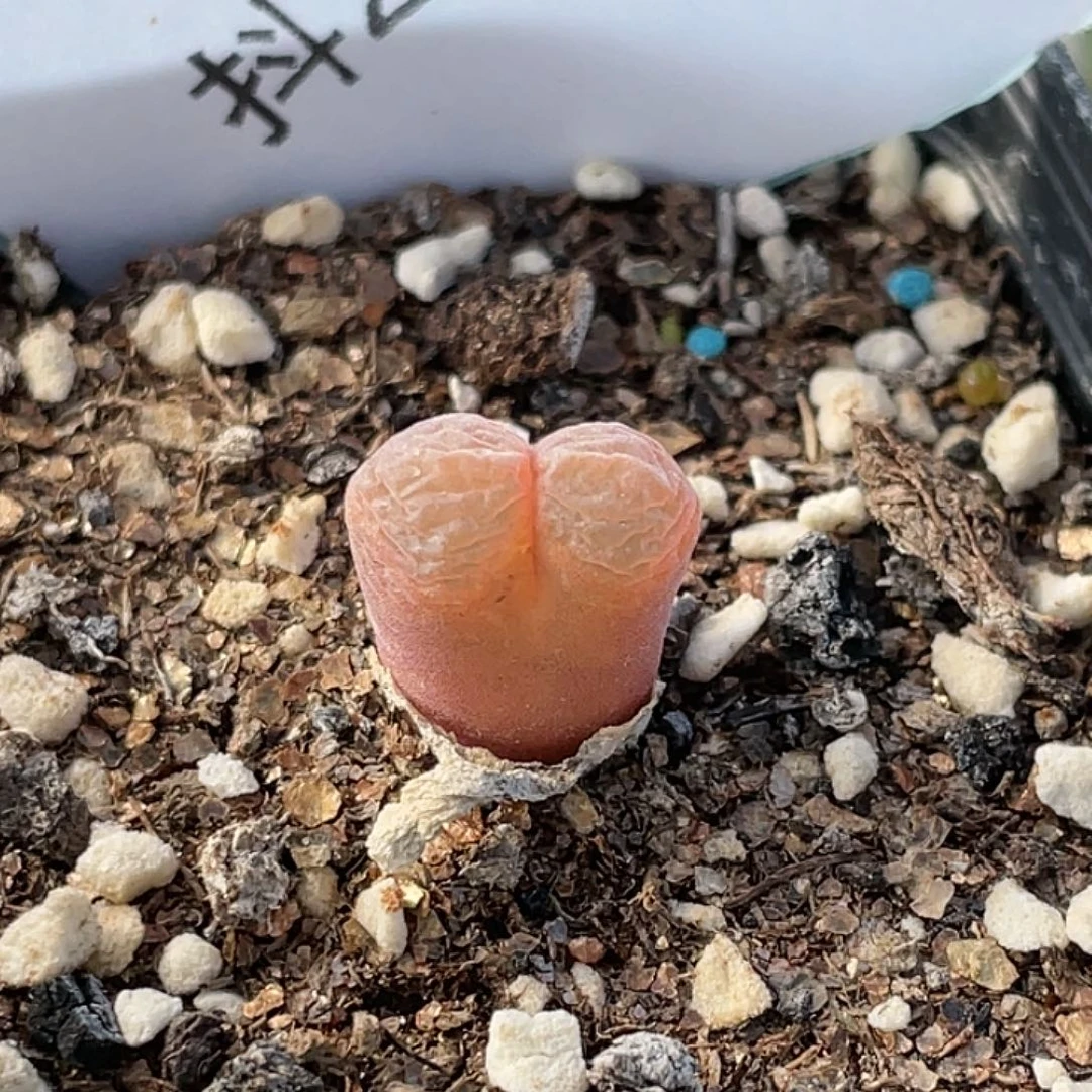 21-61红风铃多肉植物