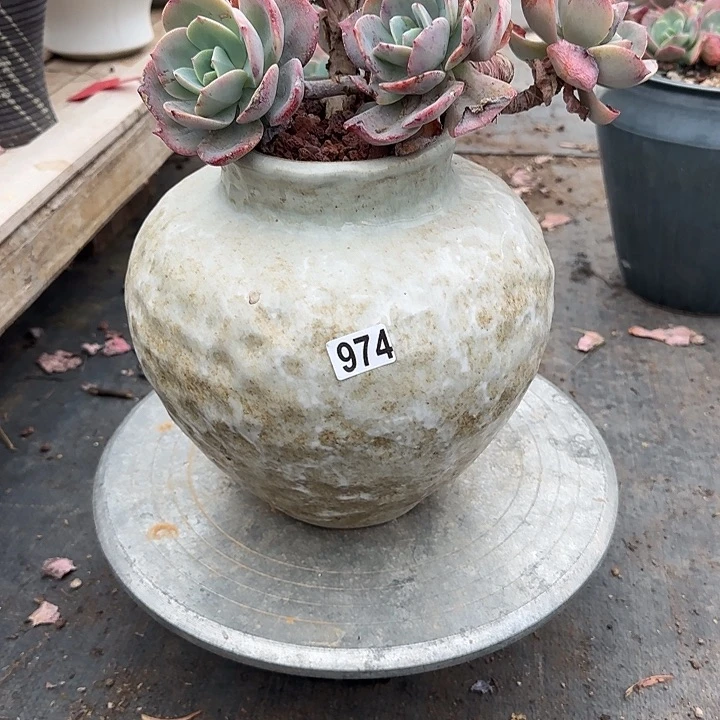 隔****答974花盆血凤脱土发货不退不换