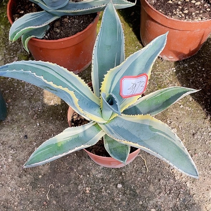 春***开完全开放波浪叶龙舌兰裸根发货20cm