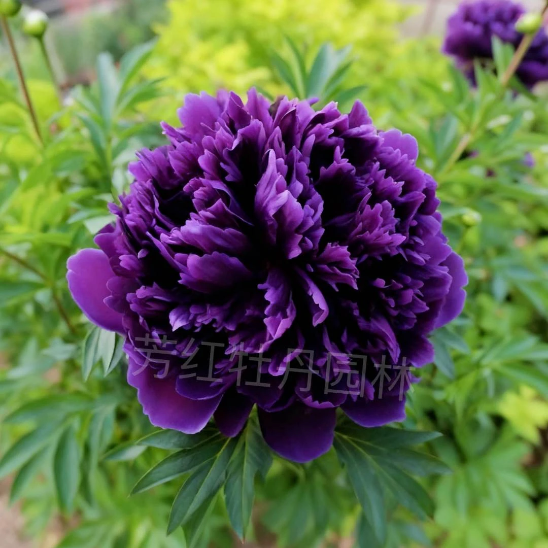【墨紫金辉】牡丹花 重瓣观赏牡丹 裸根苗 带芽发货 此时种植