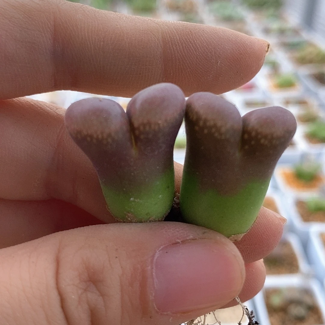 一物一拍产地红方风铃母本