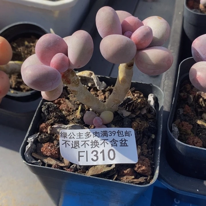 彩虹奶老桩310多肉植物