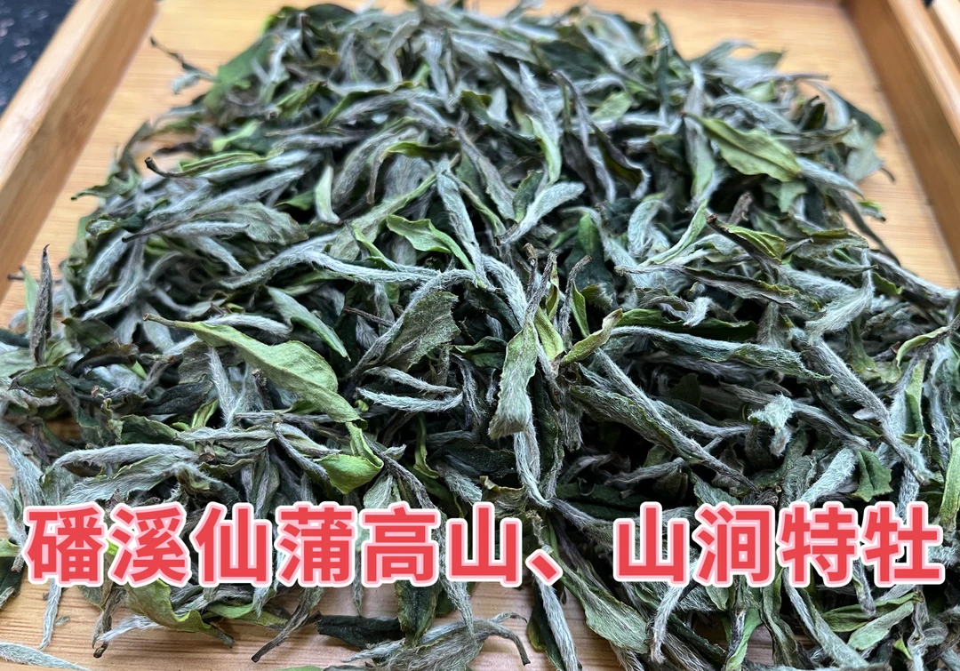 传承仙蒲白茶福鼎白茶磻溪仙蒲山涧特级牡丹50g