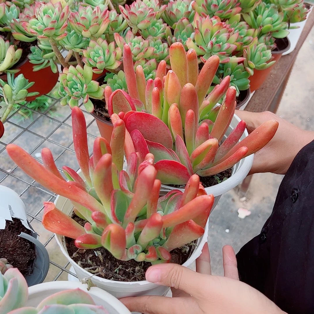 火狐狸多头群生大盆两盆