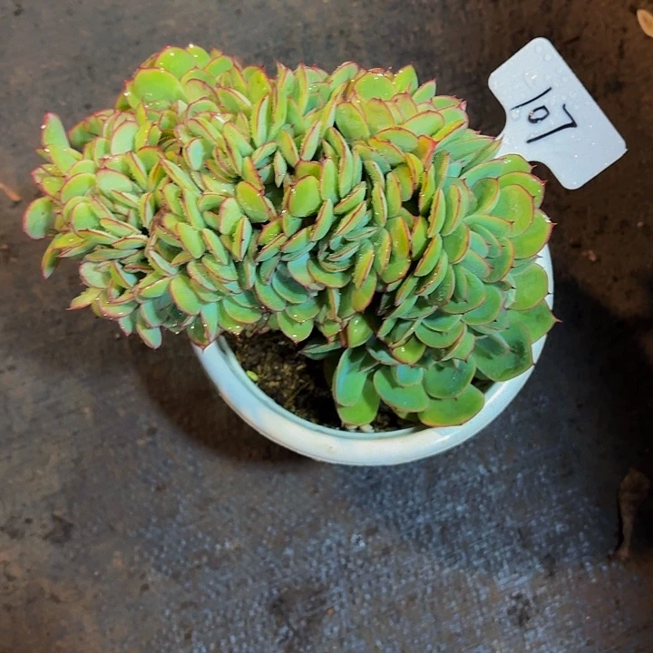 豆***花丽娟花卉牡丹亭缀化