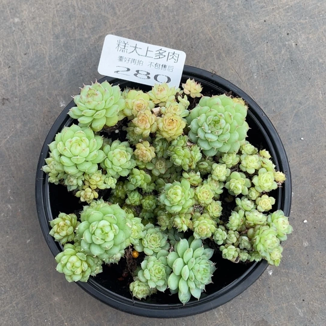 糕大上多肉植物280
