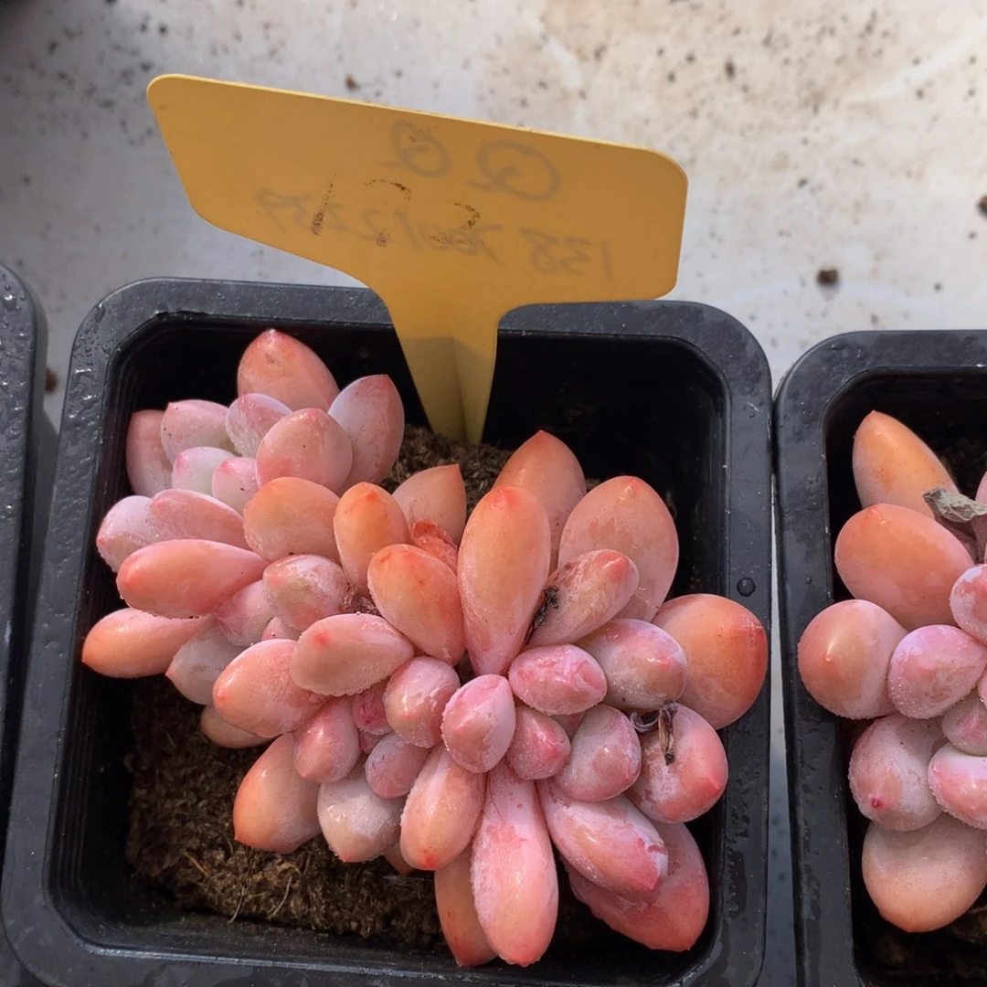 香水的7272727373737