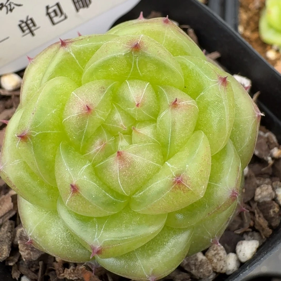 0417-07-无双珍妮