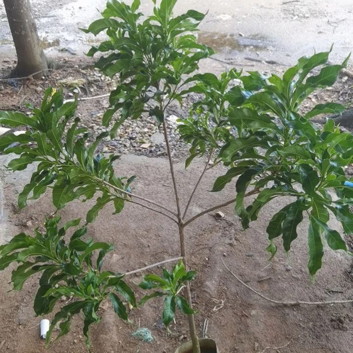 顺***杨完全开放黄晶果。。。。