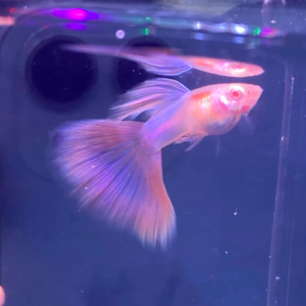 天使彩虹（鱼龄小发色阶段，活体进缸不包售后）