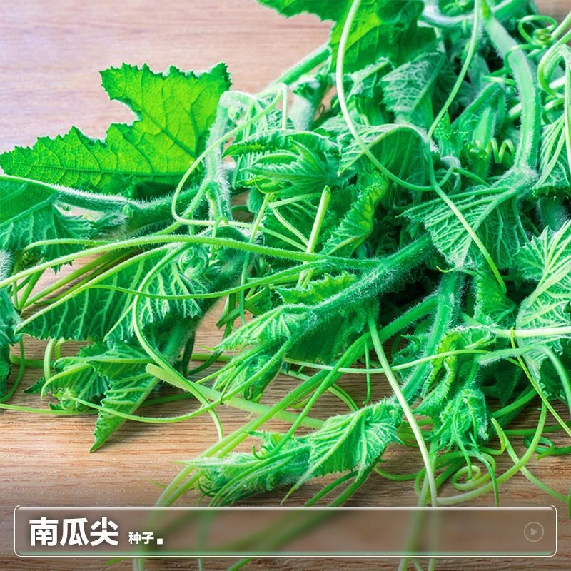 脆嫩南瓜尖种子种籽南瓜尖孑专吃茎叶春季南瓜藤阳台四季蔬菜