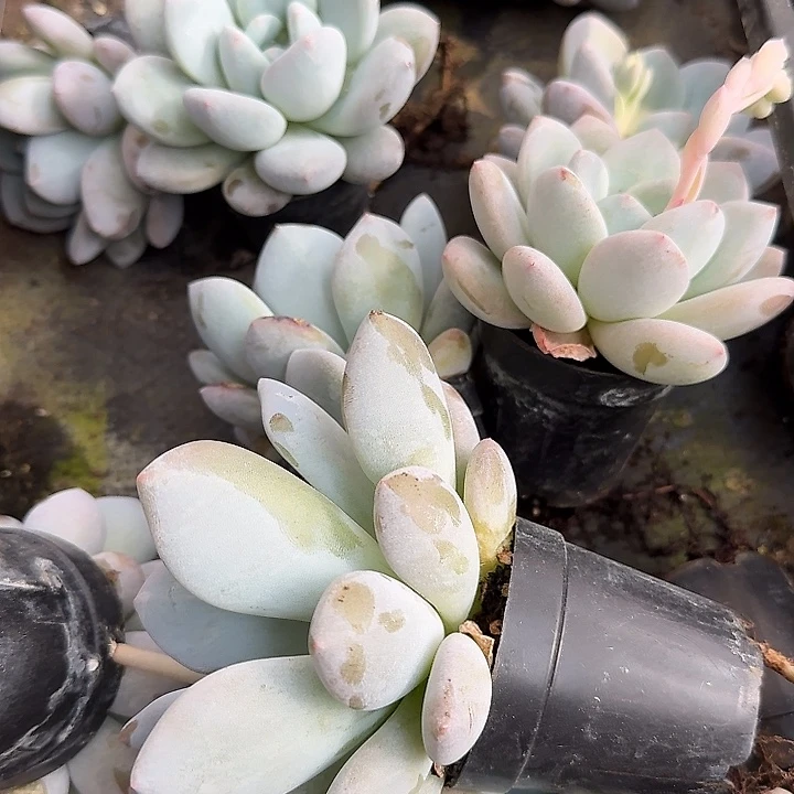 雪莲美人十棵量拍4-23