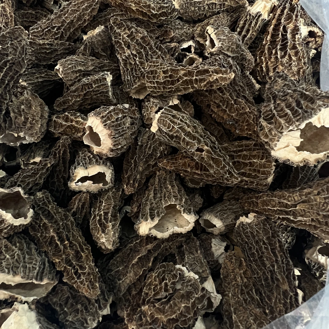 全剪柄大个G10羊肚菌0929