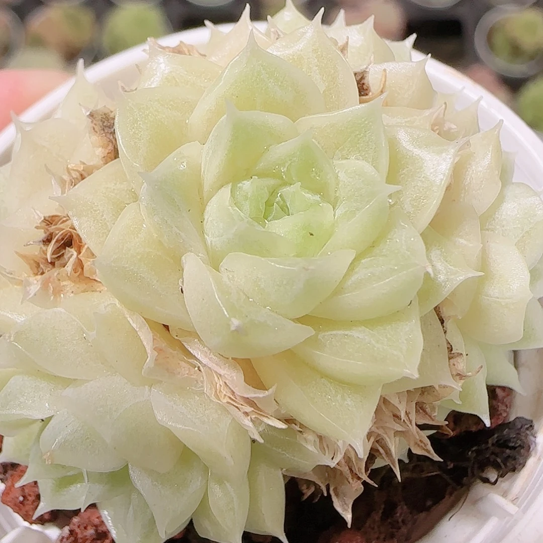 花语逸镜1122-259散